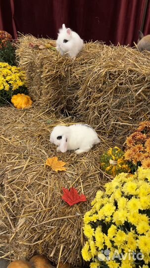 Мини карликовый кролик