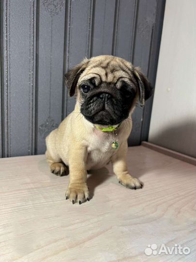 Щенки мопса