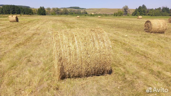 Сено свежее в рулонах 2023 г