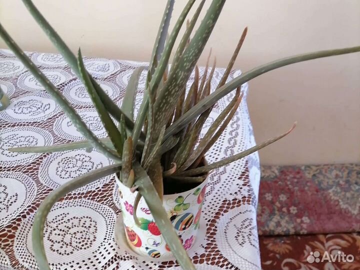 Комнатные цветы