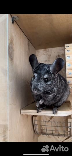 Продам шиншиллу