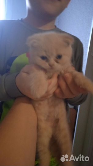 Шотландские вислоухие котята