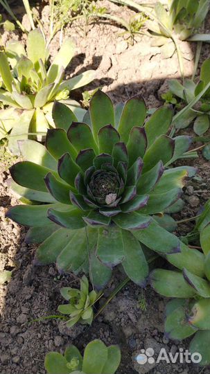 Молодило каменная роза