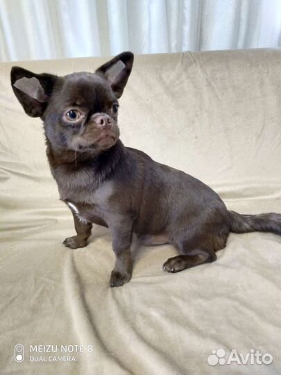 Красивый мальчик чихуахуа