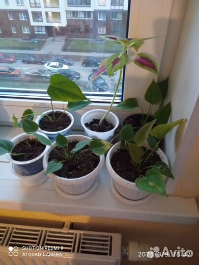 Алоказия венти, Алое, и мужское счастье