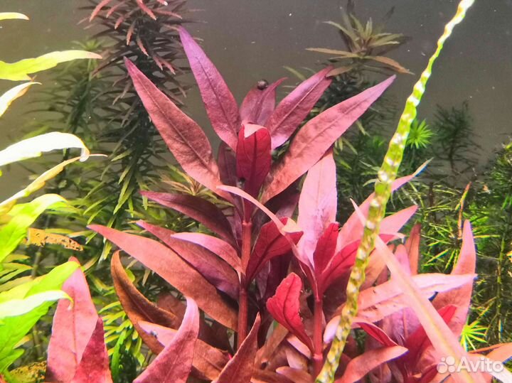 Растения аквариумные