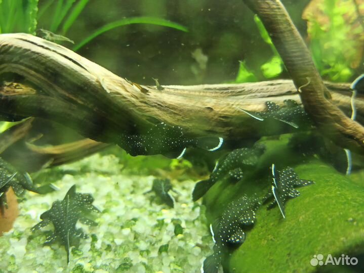 Анциструс L181 звёздчатый