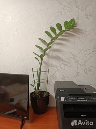 Замиокулькас