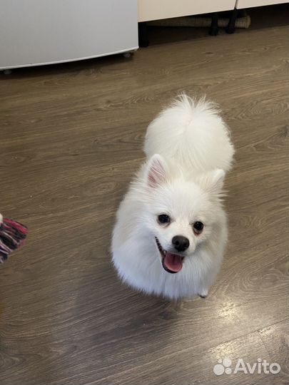 Догситтер/Передержка собак