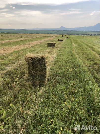Сено солома в тюках
