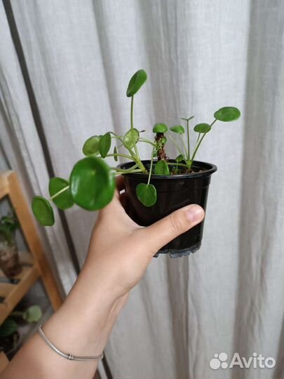 Пилея пеперомиевидная