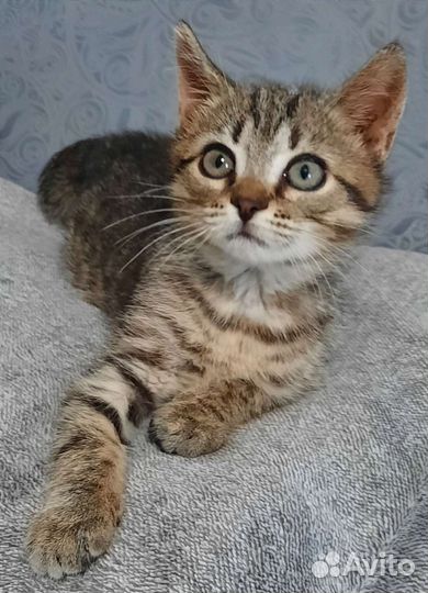 Котята бесплатно