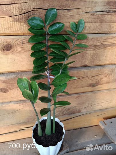 Замиокулькас (долларовое дерево)