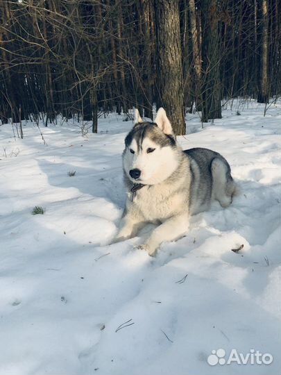 Хаски вязка