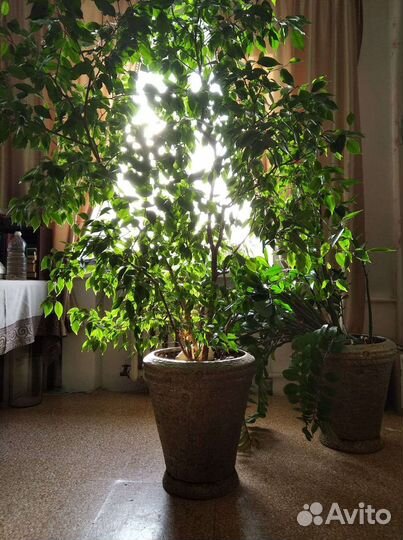 Фикус бенджамина большой