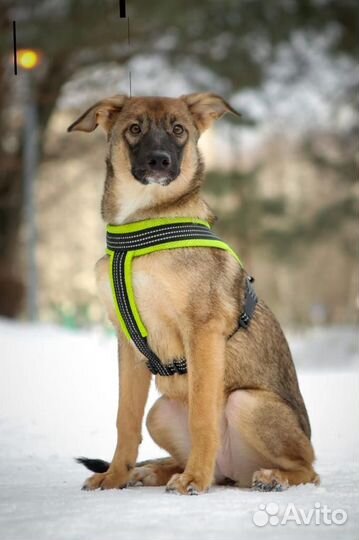 Щенок Мика в добрые руки