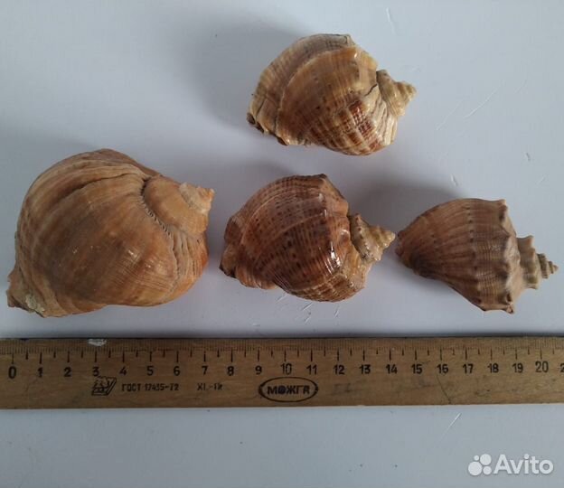 Ракушки СССР