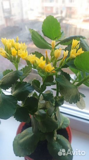 Каланхоэ цветущий