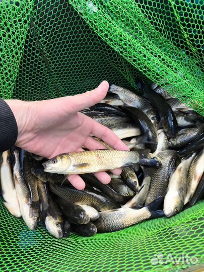 Рыба в пруд