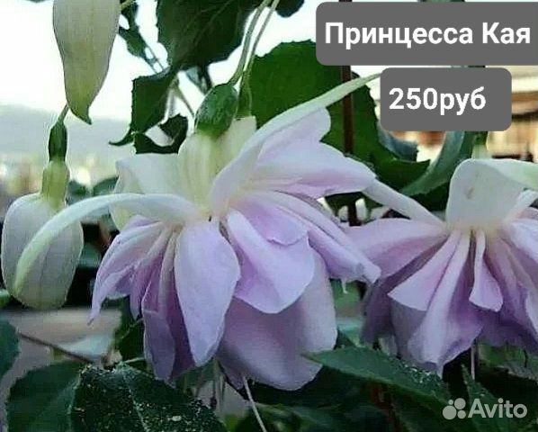 Фуксии (цыганские сережки) сортовые. Часть1