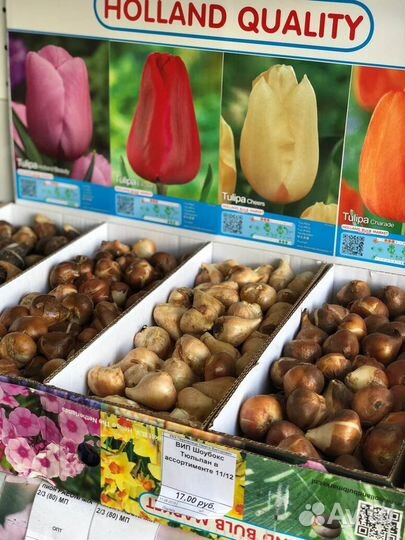 Луковицы тюльпана Strong Gold