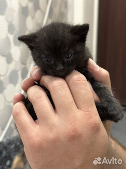 Котята все забронированы