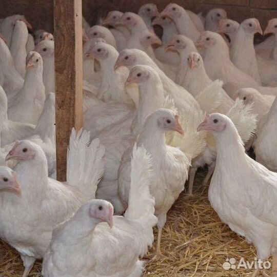 Куры молодки