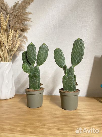 Кактус опунция