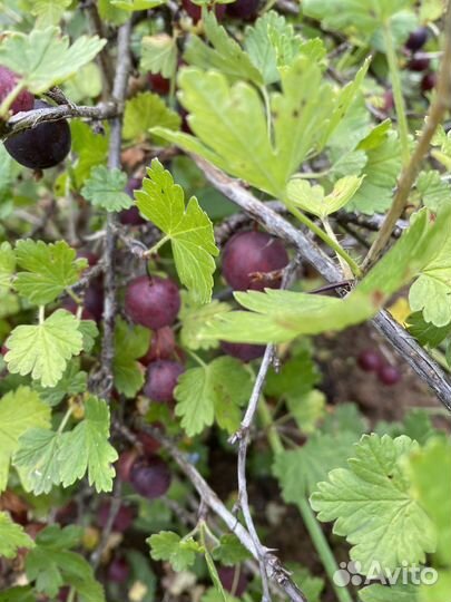 Крыжовник ягоды