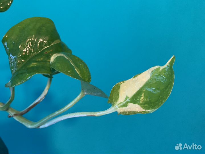 Сциндапсус эпипремнум Н Джой/N’joy
