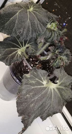 Бегония Palomar prince