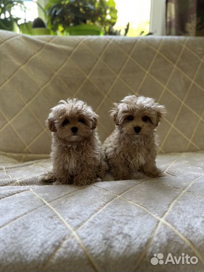 Мальтипу мини ф1