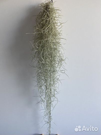 Тилландсия уснеевидная