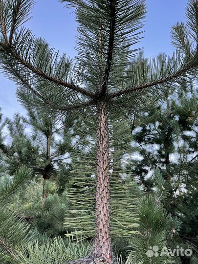 Крымская сосна