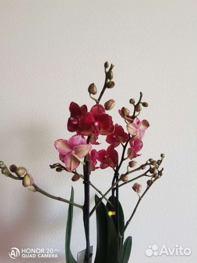 Орхидея фаленопсис интрига