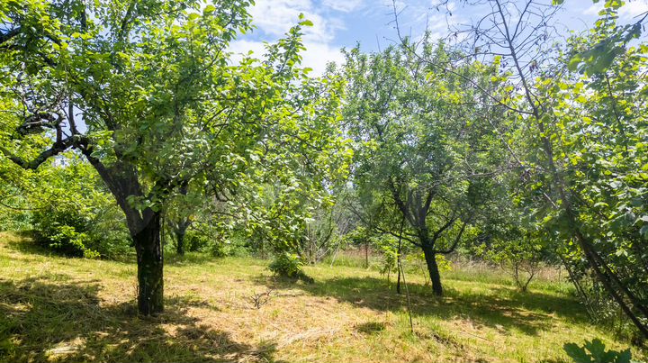 Участок 10 сот. (СНТ, ДНП)