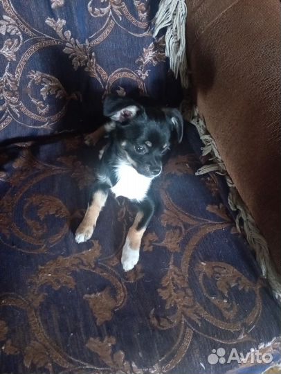 Маленькая собака