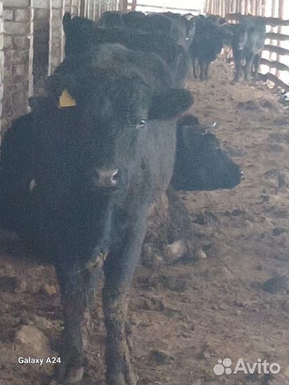 Фермерское хозяйство