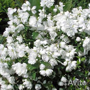 Продам чубушник (жасмин)