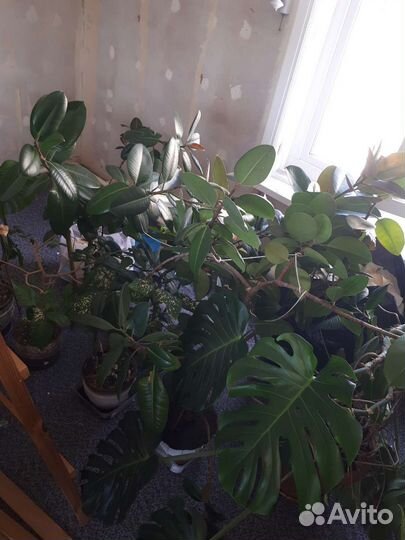 Монстера и фикус