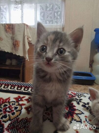 Кошечка в дар
