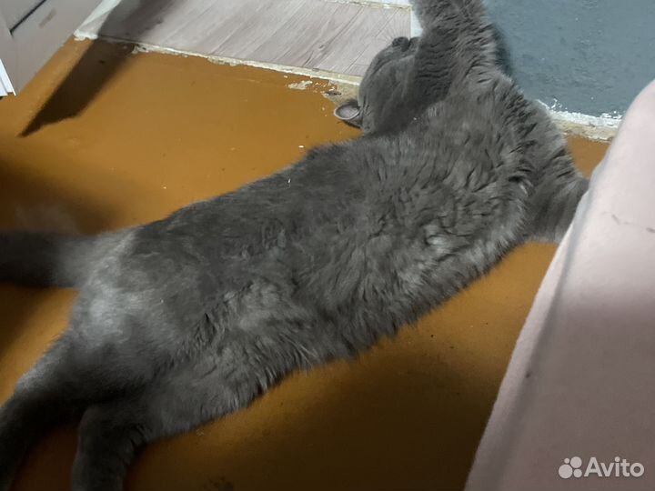 Британский кот для вязки