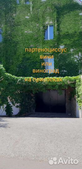 Декоративный виноград