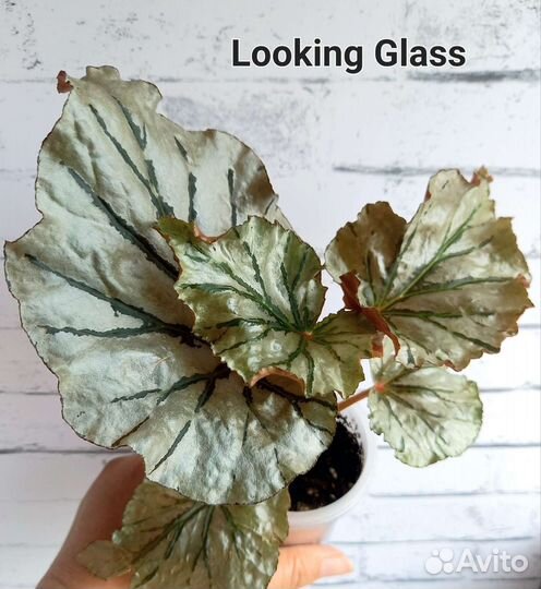 Бегонии кейн сортовые укорененные