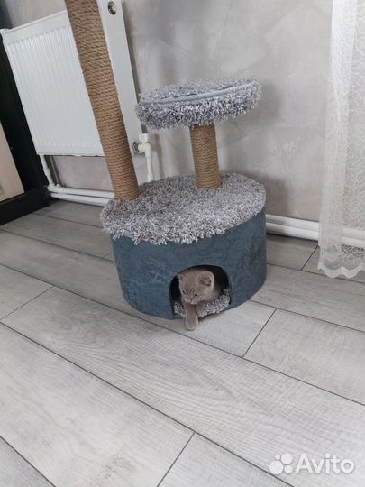 Когтеточка