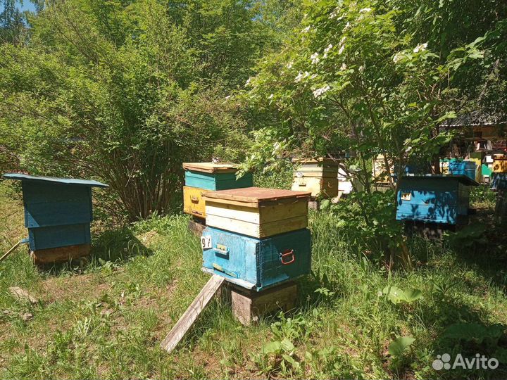 Канди, подкормка для пчёл