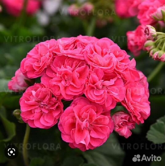 Пеларгонии каскадные, розебудные,зональные