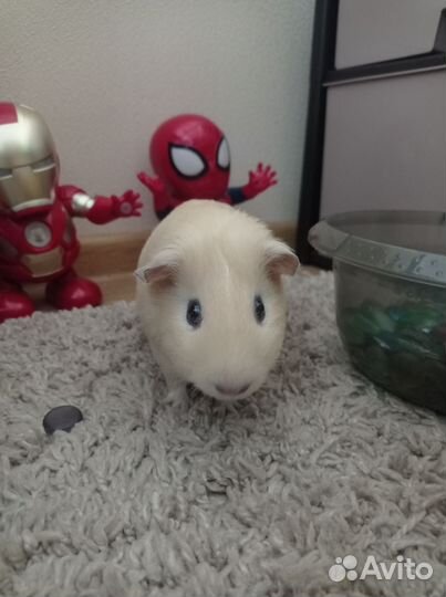 Морская свинка с клеткой