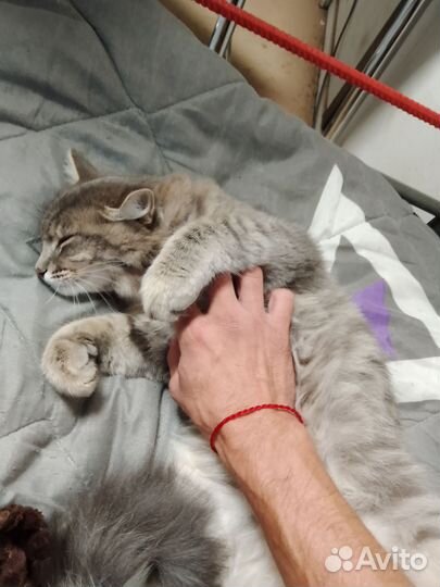 Кошка