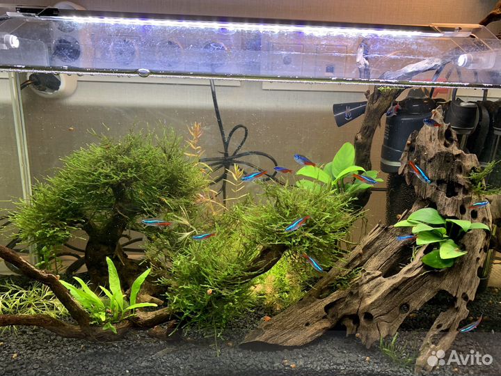 Аквариум 50литров + свет sunsun